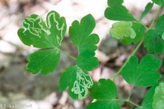 Phytomyza minuscula group