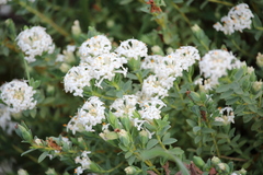 Pimelea glauca