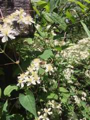 Clematis