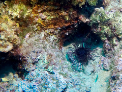 Cerianthus membranaceus