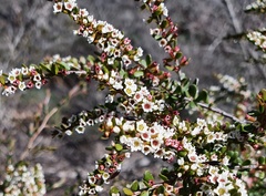Thryptomene micrantha