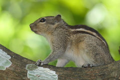 Indian Palm Squirrel photo 2