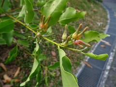 Dendrophthoe pentandra