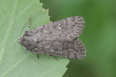 Dichagyris forcipula