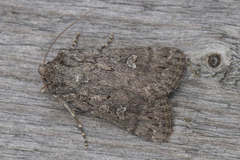 Dichagyris forcipula