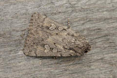 Dichagyris forcipula