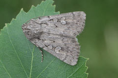 Dichagyris forcipula