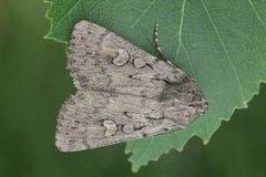 Dichagyris forcipula