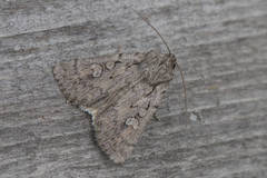 Dichagyris forcipula