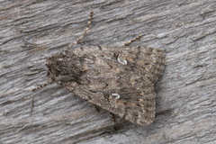 Dichagyris forcipula