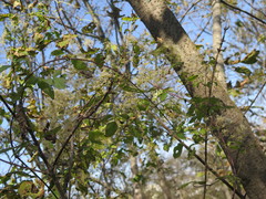 Clematis brevicaudata