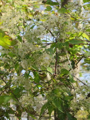 Clematis brevicaudata