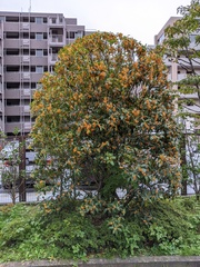 Osmanthus fragrans aurantiacus