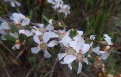 Leptospermum coriaceum