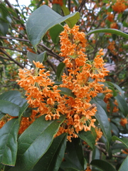 Osmanthus fragrans aurantiacus