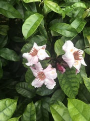Strophanthus gratus