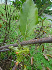 Dendrophthoe pentandra
