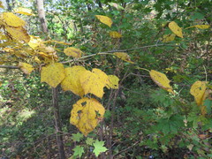 Acer tegmentosum