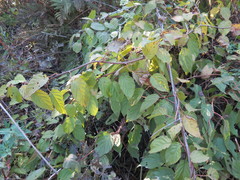 Actinidia kolomikta