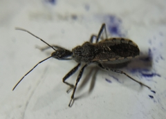 Coranus niger