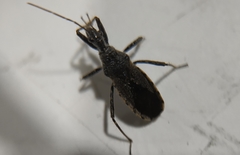 Coranus niger