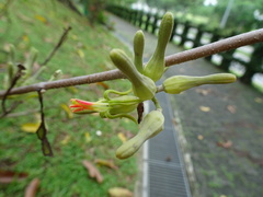 Dendrophthoe pentandra