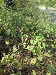 Actinidia kolomikta