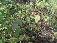 Actinidia kolomikta