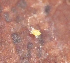 Tydeidae