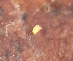 Tydeidae