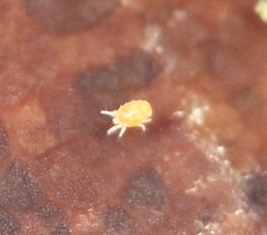 Tydeidae