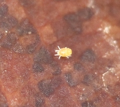 Tydeidae