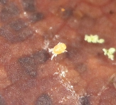 Tydeidae
