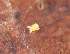 Tydeidae