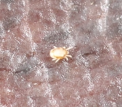 Tydeidae