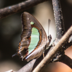 Polyura athamas athamas