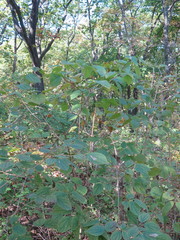 Philadelphus tenuifolius
