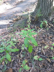Artemisia stolonifera