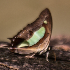 Polyura athamas athamas