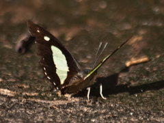 Polyura athamas athamas