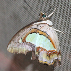 Polyura athamas athamas