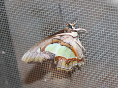 Polyura athamas athamas