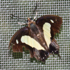 Polyura athamas athamas