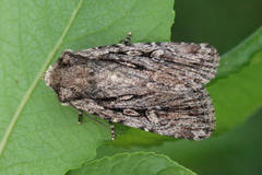 Dichagyris signifera