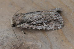 Dichagyris signifera