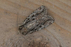 Dichagyris signifera