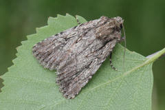 Dichagyris signifera