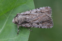 Dichagyris signifera