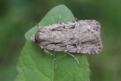 Dichagyris signifera