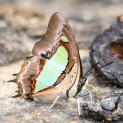 Polyura athamas athamas